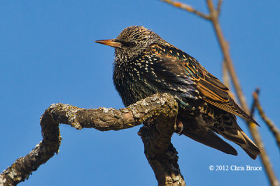 European Starling