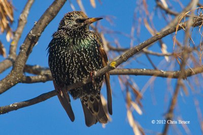 European Starling