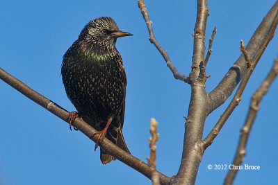 European Starling