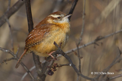 Carolina Wren