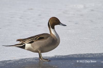 Northern Pintail (male)