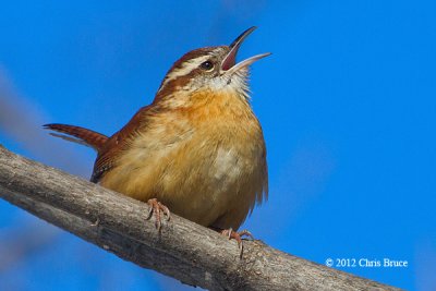 Carolina Wren
