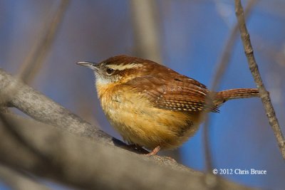 Carolina Wren