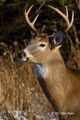 White-tailed Deer Buck Portrait II