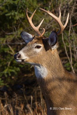 White-tailed Deer Buck Portrait I
