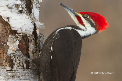 Pileated Woodpecker (male)