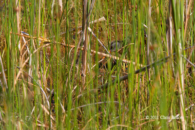 Virginia Rail