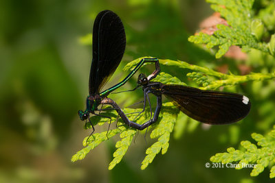 Ebony Jewelwings mating (Calopteryx maculata)