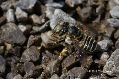 Leafcutter Bee ((Megachildae)