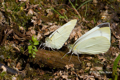 Cabbage Whites mudpuddling (Pieris rapae)