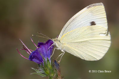 Cabbage White (Pieris rapae)