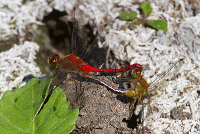 White-faced Meadowhawks mating (Sympetrum obtrusum)