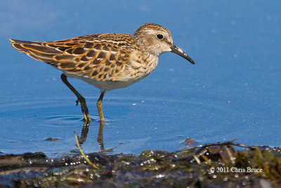 Least Sandpiper