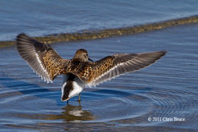 Least Sandpiper