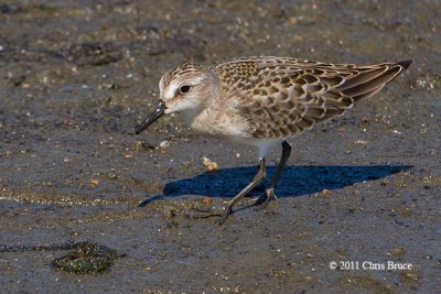 Semipalmated Sandpiper
