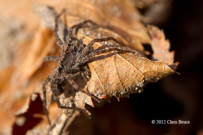 Jumping Spider