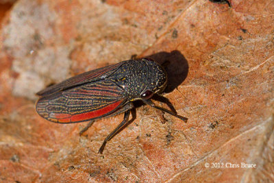 Leafhopper (Cuerna striata)