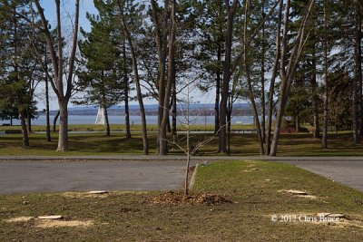 Mass Destruction: Ash Tree Removal at Andrew Haydon Park