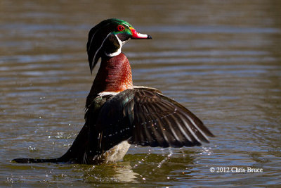 Wood Duck (male)