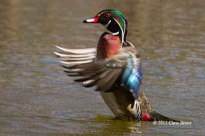 Wood Duck (male)