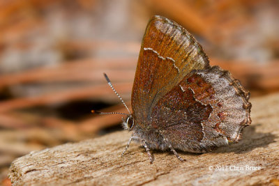 Hoary Elfin (Callophrys polio)