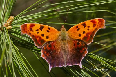 Brush-footed Butterflies (Nymphalidae)