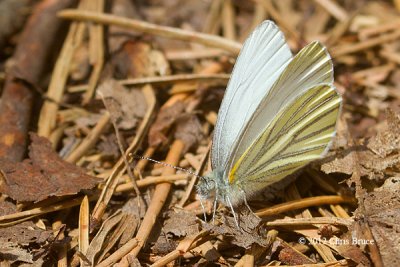 Mustard White (Pieris oleracea)