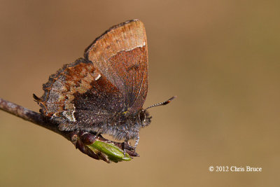 Henry's Elfin (Callophrys henrici)