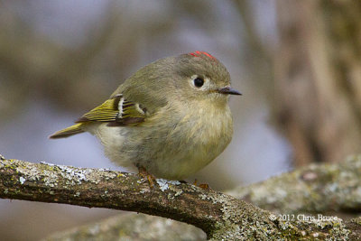 Ruby-crowned Kingelt