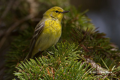 Pine Warbler