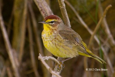 Palm Warbler