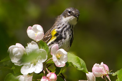 Yellow-rumped Warbler (female)