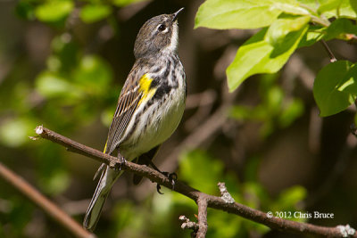 Yellow-rumped Warbler (female)