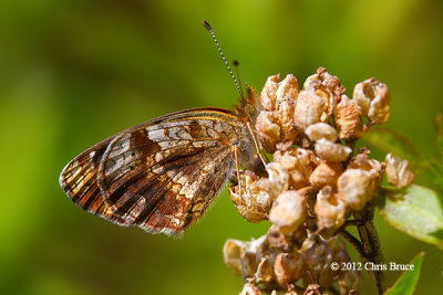 Pearl Crescent (Phyciodes tharos)