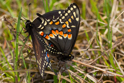 Black Swallowtails (Papilio polyxenes) mating