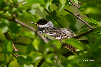 Blackpoll Warbler