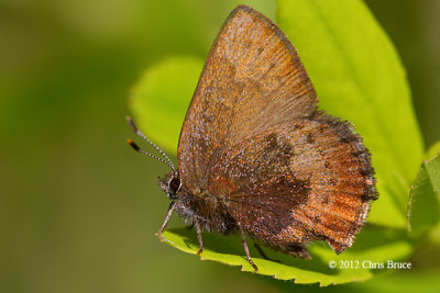 Brown Elfin (Callophrys augustinus)