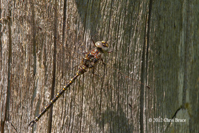 Harlequin Darner (Gomphaeschna furcillata)