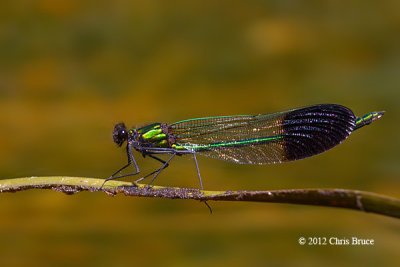 River Jewelwing male (Calopteryx aequabilis)