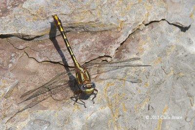 Lancet Clubtail (Gomphus exiles)