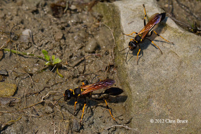 Black and Yellow Mud Dauber (Sceliphron caementarium)