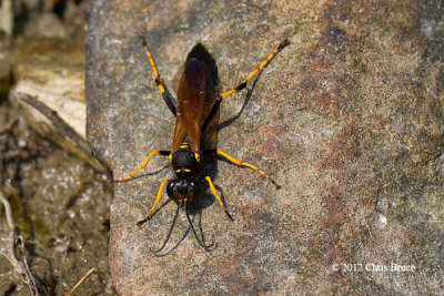 Black and Yellow Mud Dauber (Sceliphron caementarium)