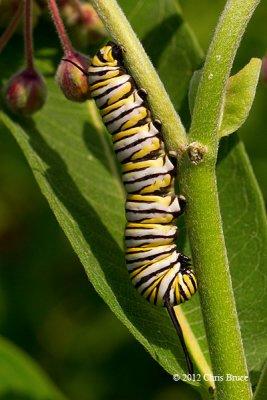 Monarch (Danaus plexippus) Caterpillar