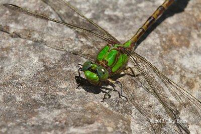 Rusty Snaketail (Ophiogomphus rupinsulensis)