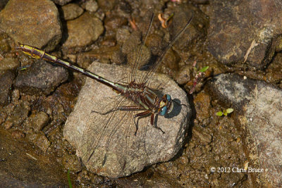 Lancet Clubtail (Gomphus exiles)