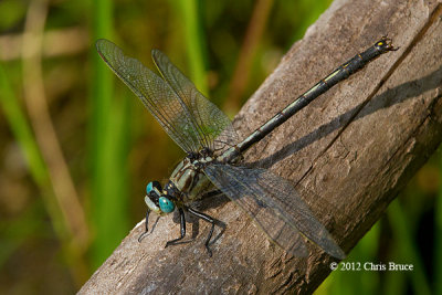 Horned Clubtail (Arigomphus cornutus)