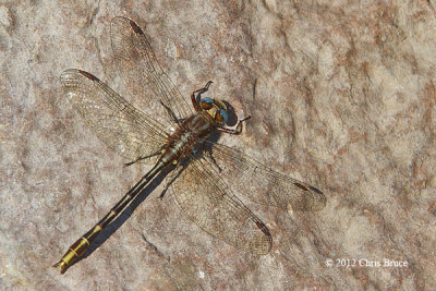 Lancet Clubtail (Gomphus exiles)