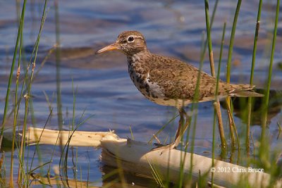 Spotted Sandpiper