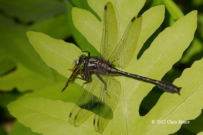 Mustached Clubtail (Gomphus adelphus)