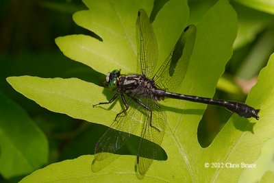 Mustached Clubtail (Gomphus adelphus)